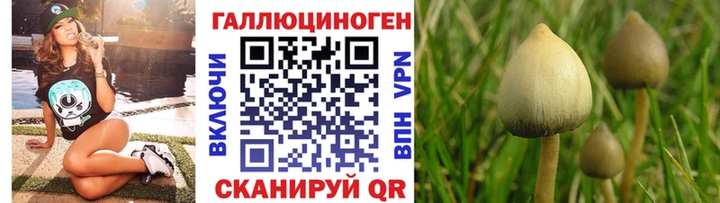 Купить  Тогучин  Галлюциногенные грибы GOLDEN TEACHER 